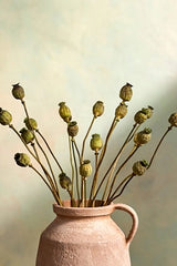 Dried Papaver Bunch