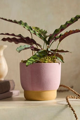 Spectrum Footed Stoneware Planter