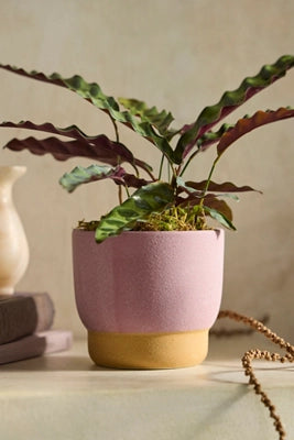 Spectrum Footed Stoneware Planter