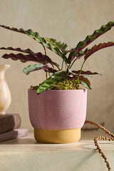Spectrum Footed Stoneware Planter